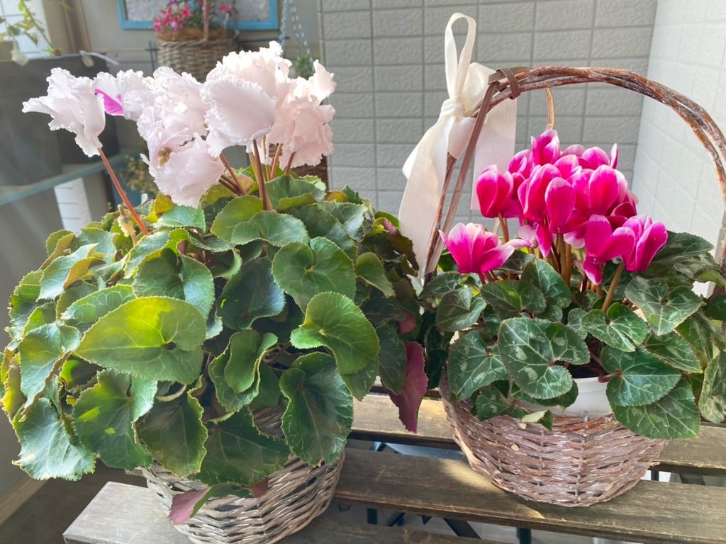 f:id:tef_rose:20220413204308j:plain