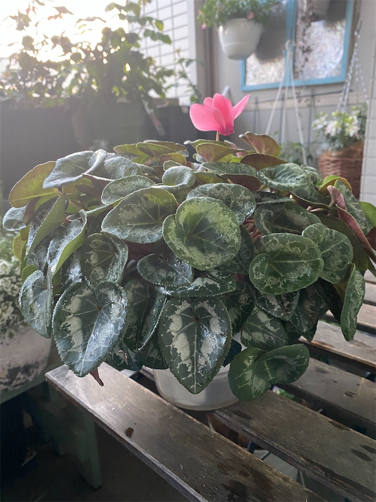 f:id:tef_rose:20220413204314j:plain