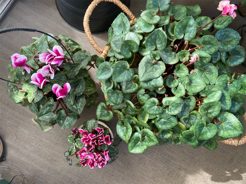 f:id:tef_rose:20220413204317j:plain