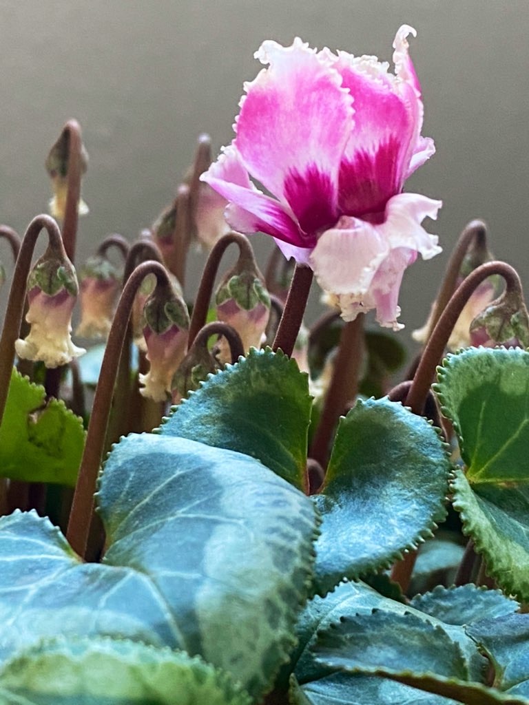 f:id:tef_rose:20220413204323j:plain