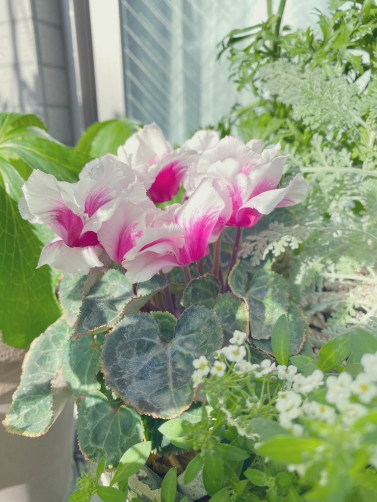 f:id:tef_rose:20220413205208j:plain