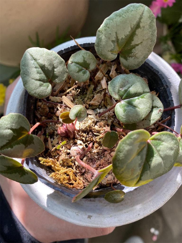 f:id:tef_rose:20220413205212j:plain