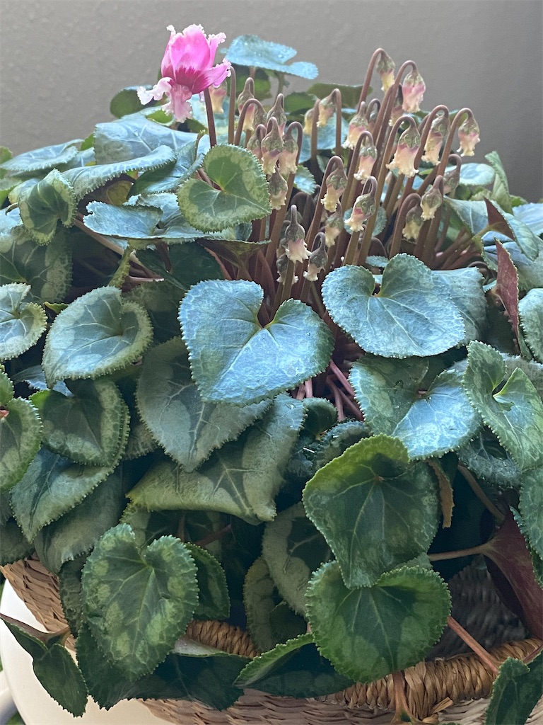 f:id:tef_rose:20220413213007j:plain