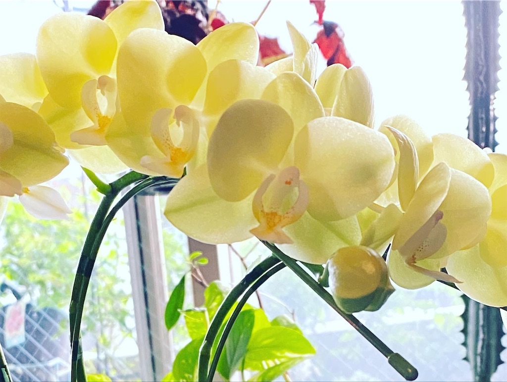 f:id:tef_rose:20220416005834j:plain