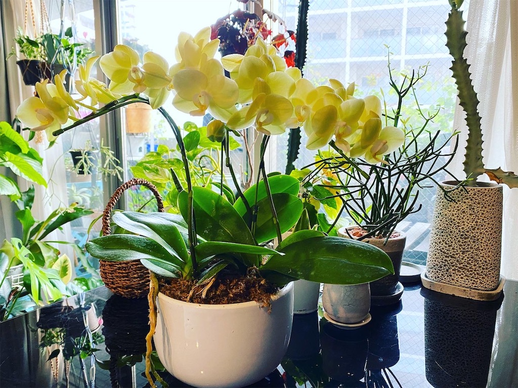 f:id:tef_rose:20220416005837j:plain