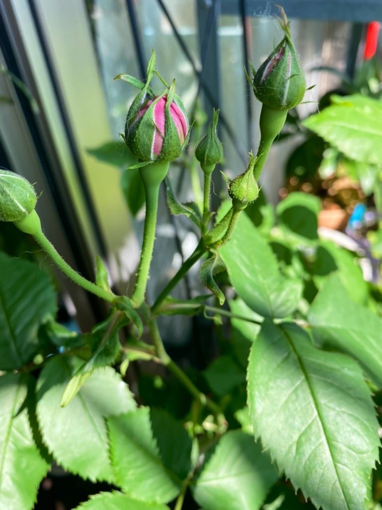 f:id:tef_rose:20220416210859j:plain