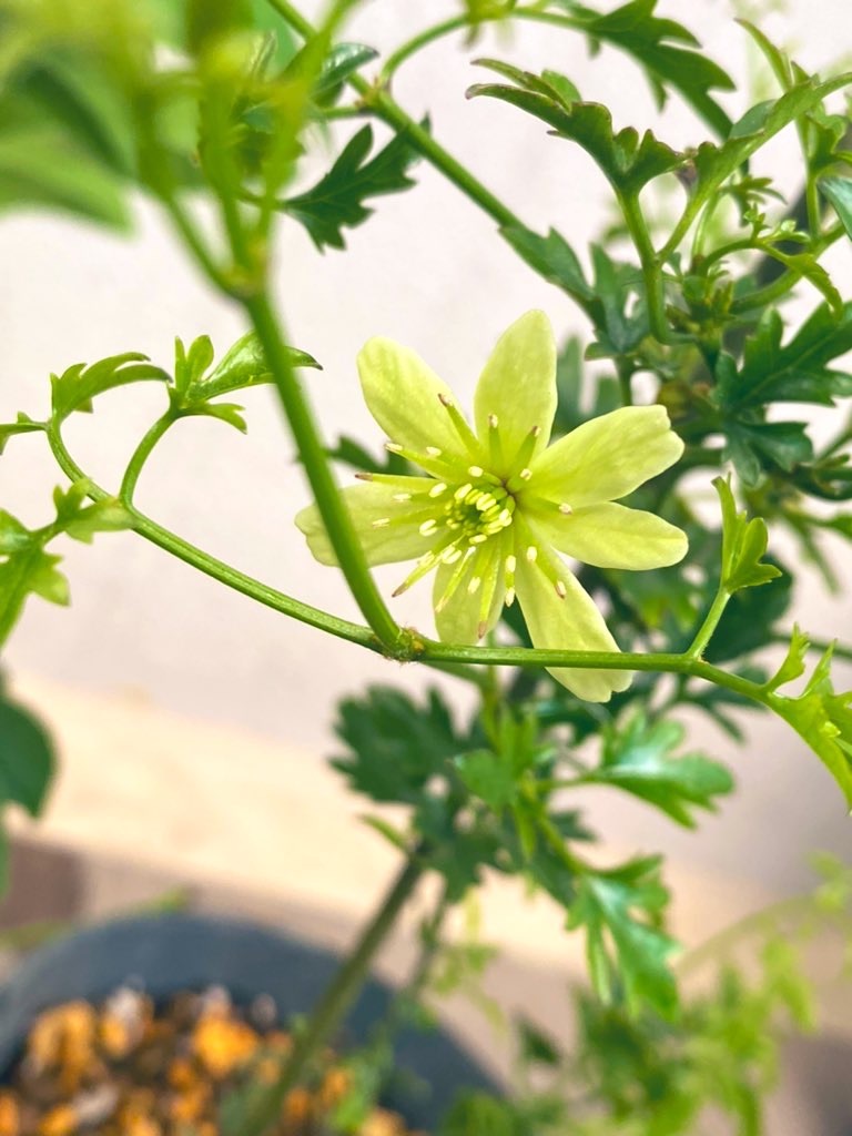 バラの挿し木苗の鉢上げ - Tef's Garden 〜ベランダでバラと暮らす〜