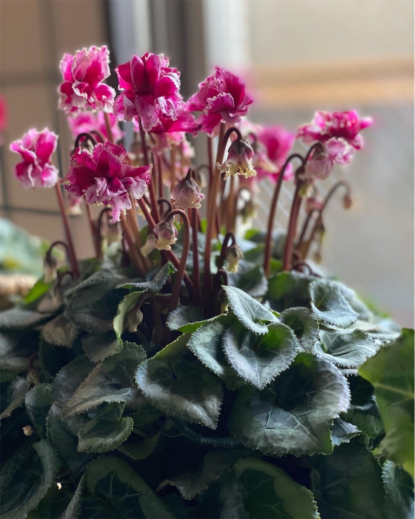 f:id:tef_rose:20220417221343j:plain