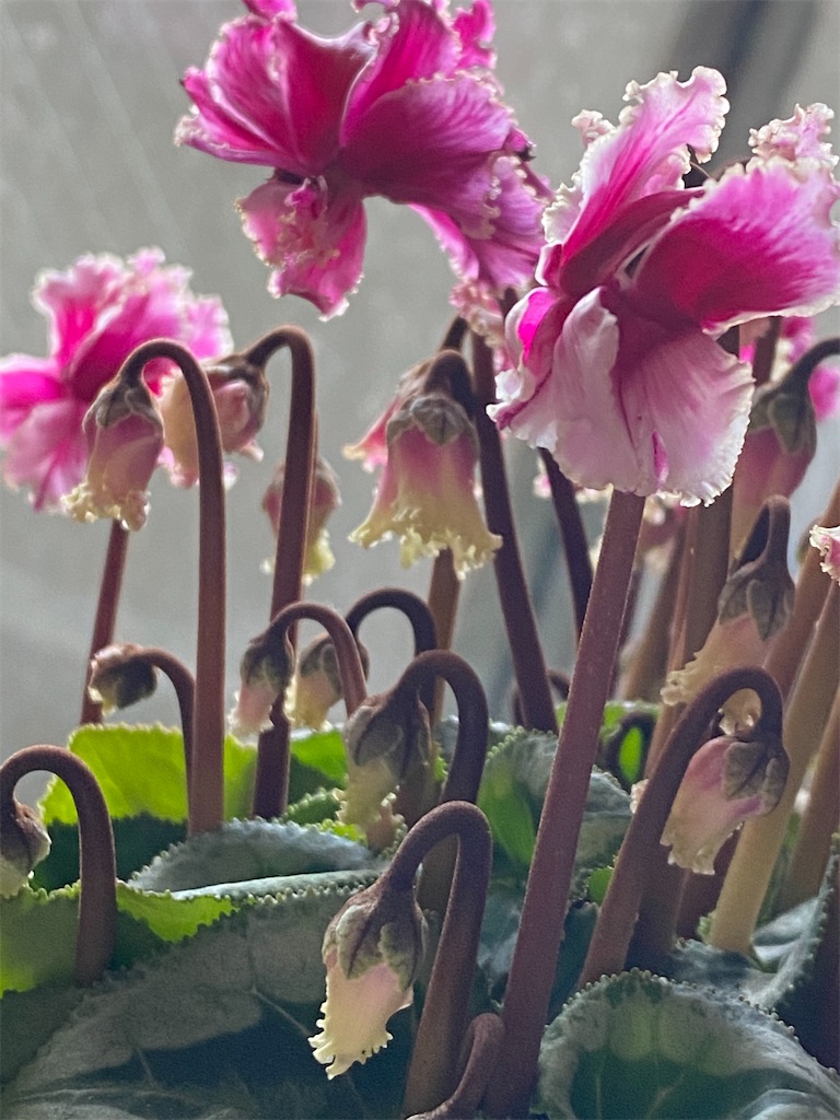 f:id:tef_rose:20220417221347j:plain