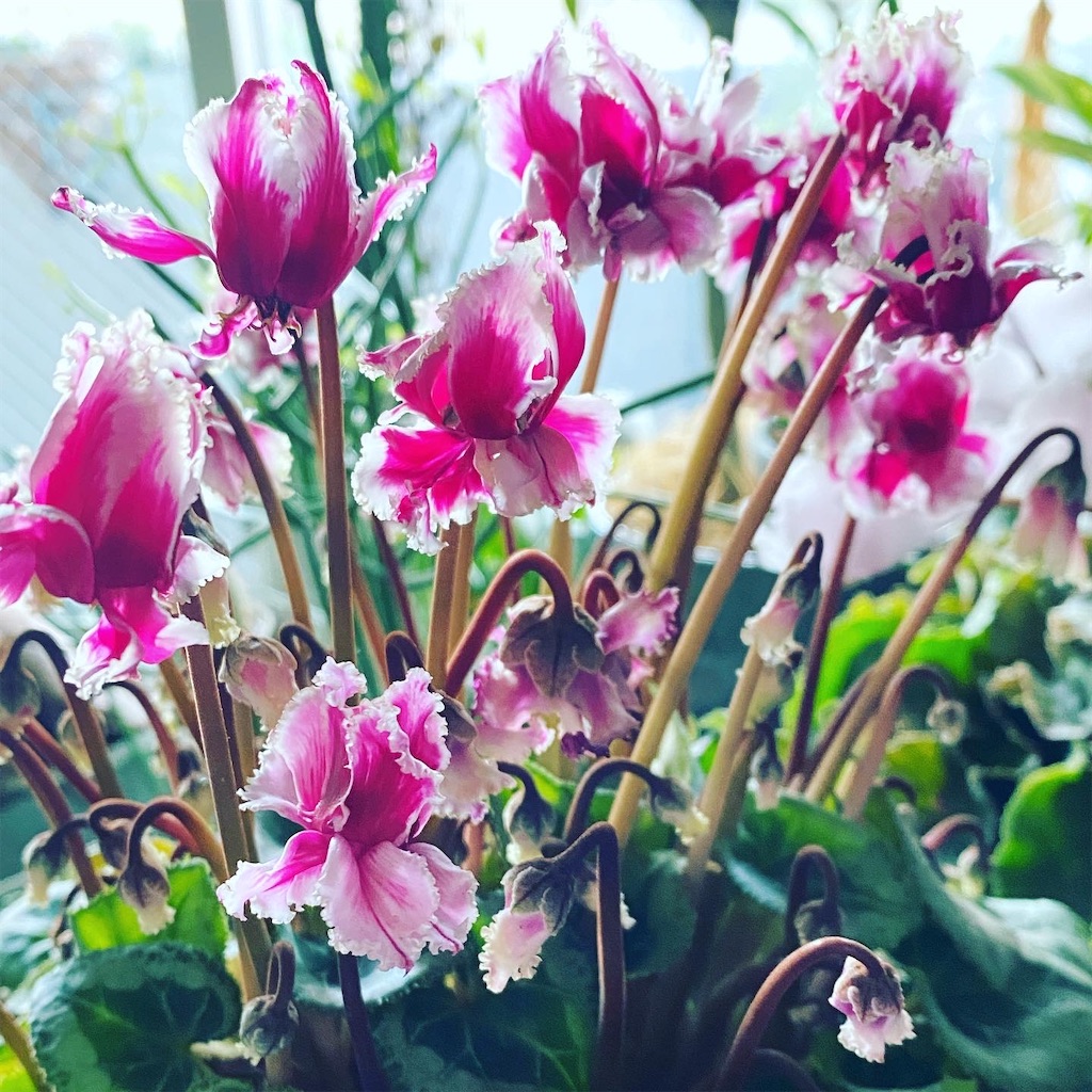 f:id:tef_rose:20220417221351j:plain