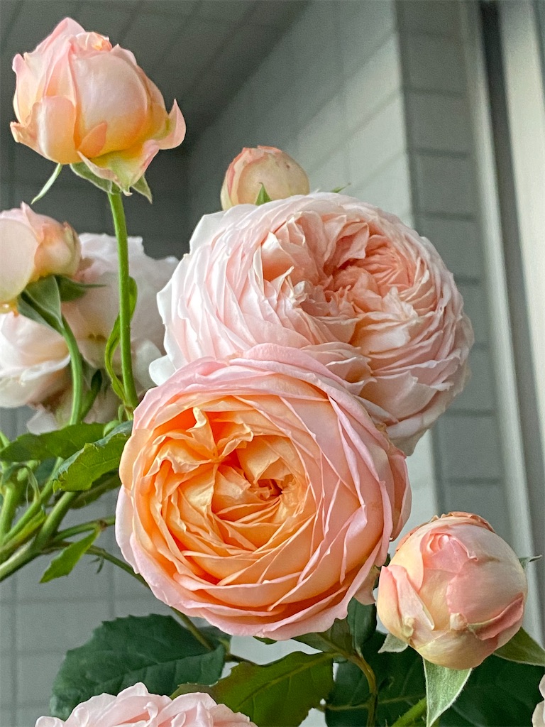 バラ大苗 パニエ 8号　河本バラ園　ローズ・ドゥ・メルスリー バラ大苗 パニエ 8号 河本バラ園 ローズ・ドゥ・メルスリー