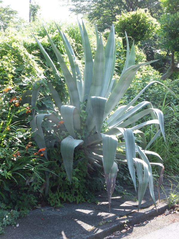 f:id:tefutefu38:20130702080808j:image:w360