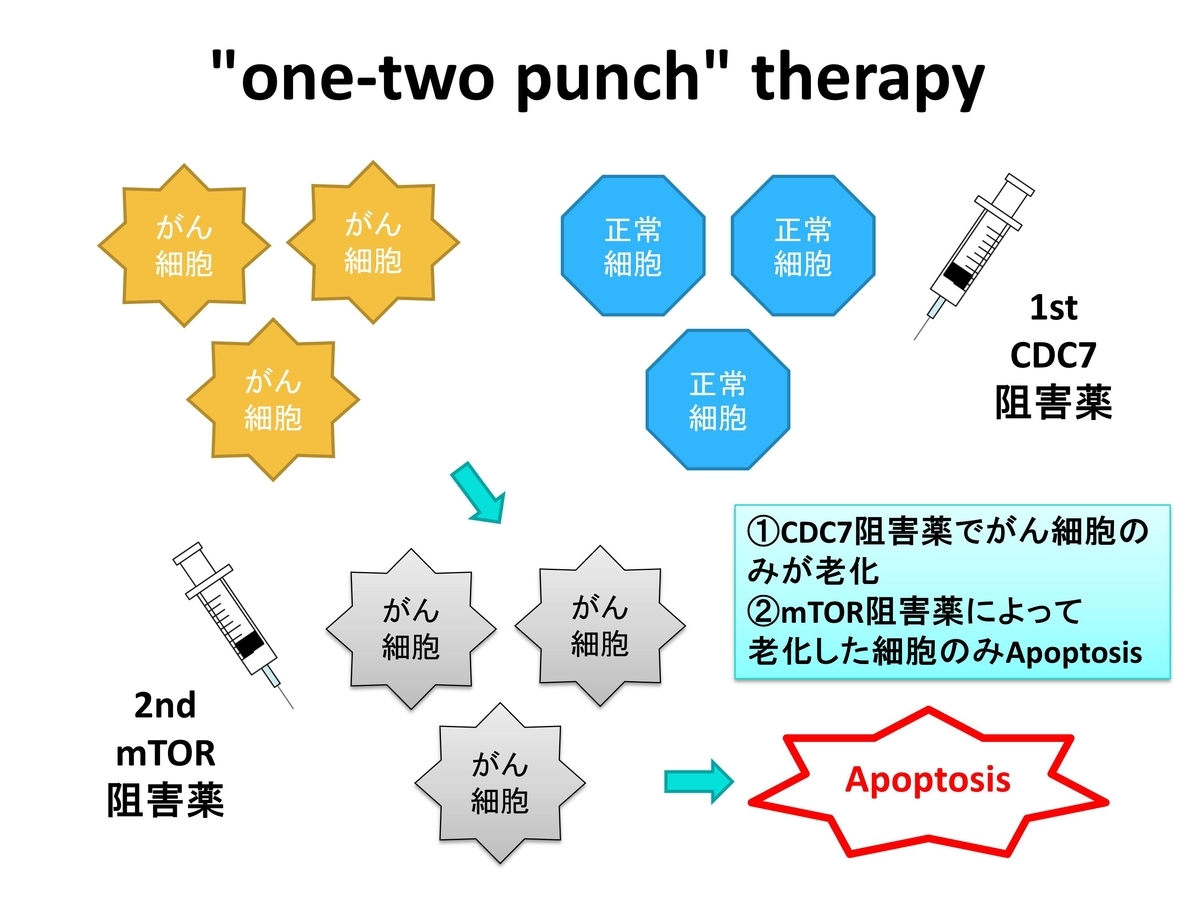文献紹介 細胞老化を利用した肝臓がん治療 こりんの基礎医学研究日記