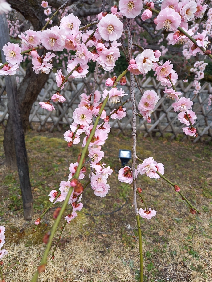 f:id:teihendebusu:20220312142213j:plain