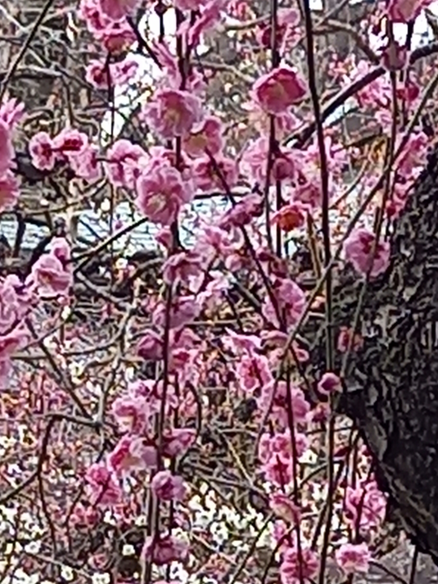 f:id:teihendebusu:20220312142351j:plain