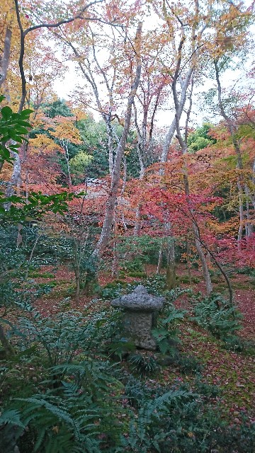 f:id:teikakyou:20211212134903j:image f:id:teikakyou:20211212134903j:image