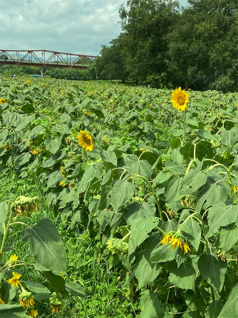 ひまわり畑と オバケ屋敷 認定こども園愛媛帝京幼稚園公式ブログ ひまわり畑と オバケ屋敷 認定こども園愛媛帝京幼稚園公式ブログ
