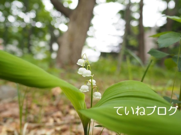 唯一のニホンスズラン群生地 富丘西公園 ていねブログ