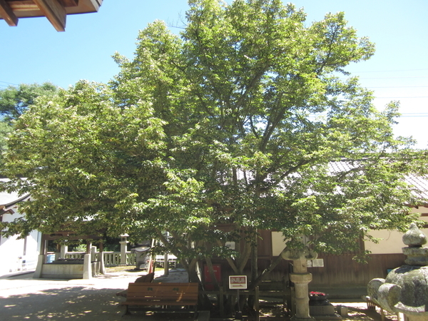f:id:teinenoyaji:20200818132930j:plain