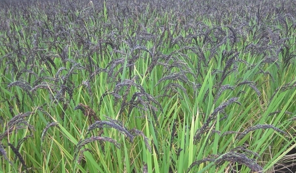 f:id:teinenoyaji:20200926162739j:plain