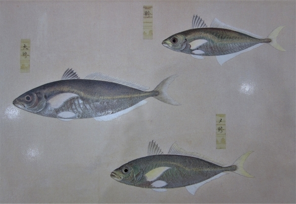 ☆大型本 衆鱗図 研究編 高松松平家所蔵 香川県歴史博物館