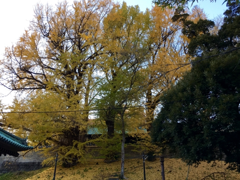 f:id:teitarakuen:20171210084316j:image:w640