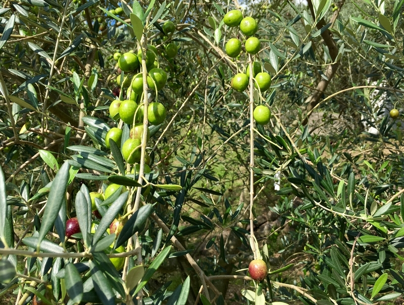 f:id:teitarakuen:20181009080128j:image:w640