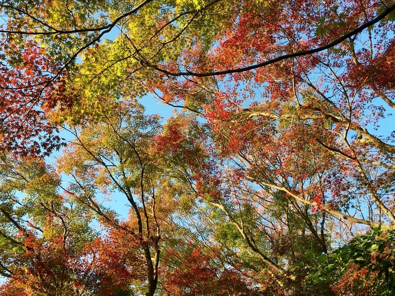 f:id:teitarakuen:20181111205655j:image:w640