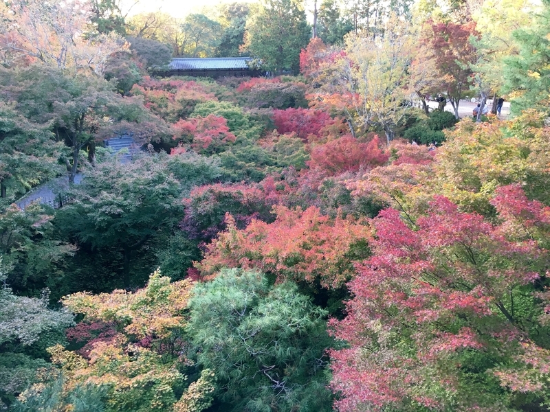 f:id:teitarakuen:20181111210227j:image:w640