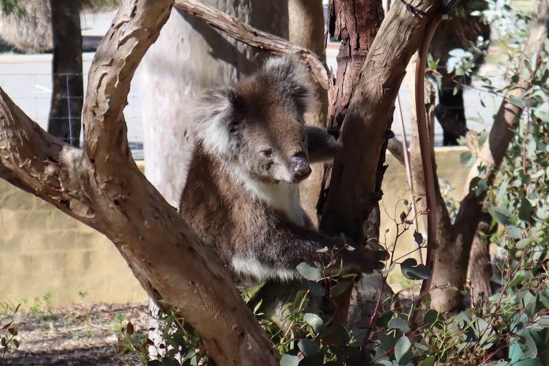 冬のオーストラリア旅行 パース〜ピナクルス 体たらく日記