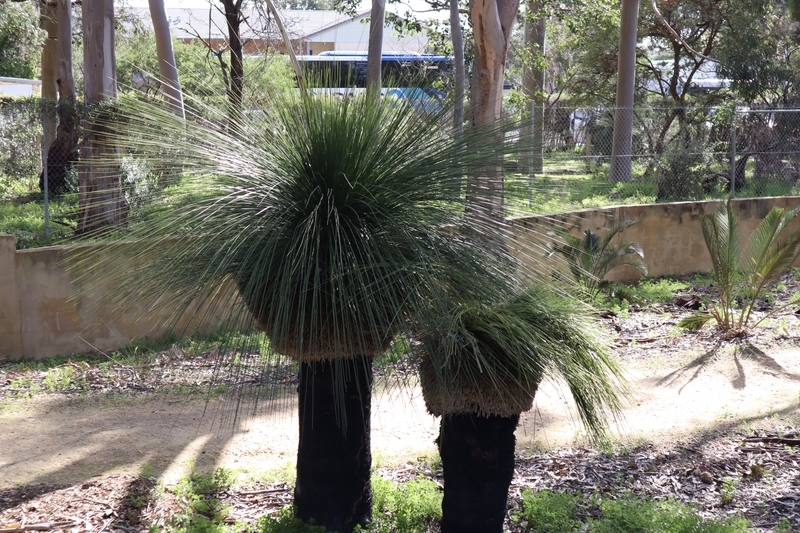 冬のオーストラリア旅行 パース〜ピナクルス 体たらく日記