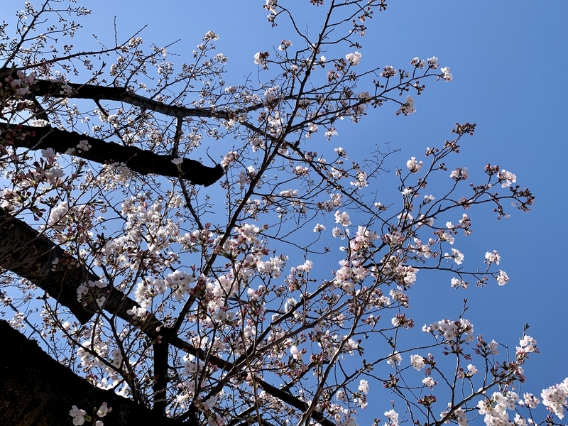 f:id:teitarakuen:20200320171543j:plain