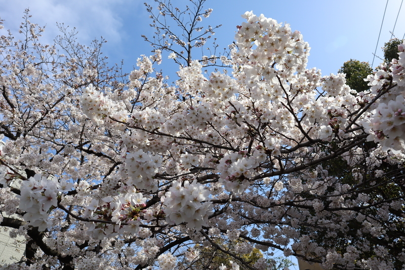 f:id:teitarakuen:20200322110344j:plain