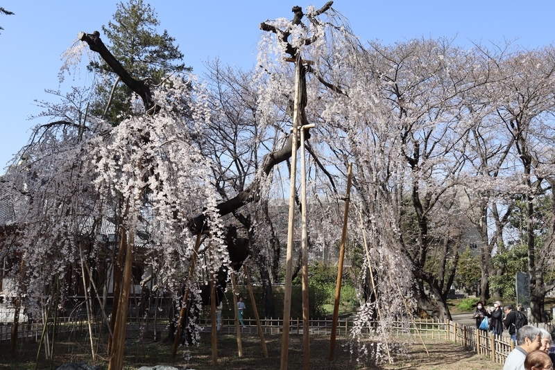 f:id:teitarakuen:20200322110430j:plain