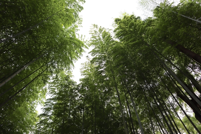 f:id:teitarakuen:20200628135118j:plain