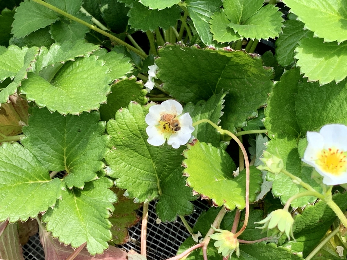 f:id:teitarakuen:20210425214005j:plain