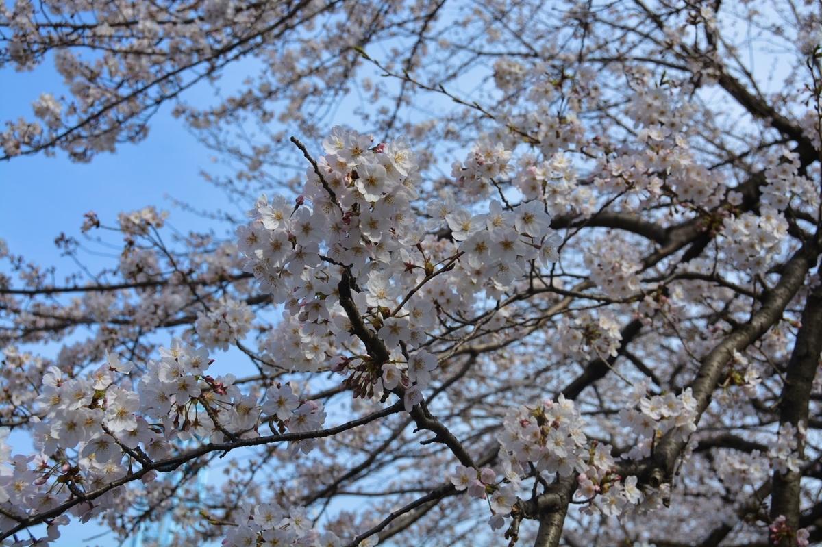 f:id:teku2taku82:20200428180637j:plain