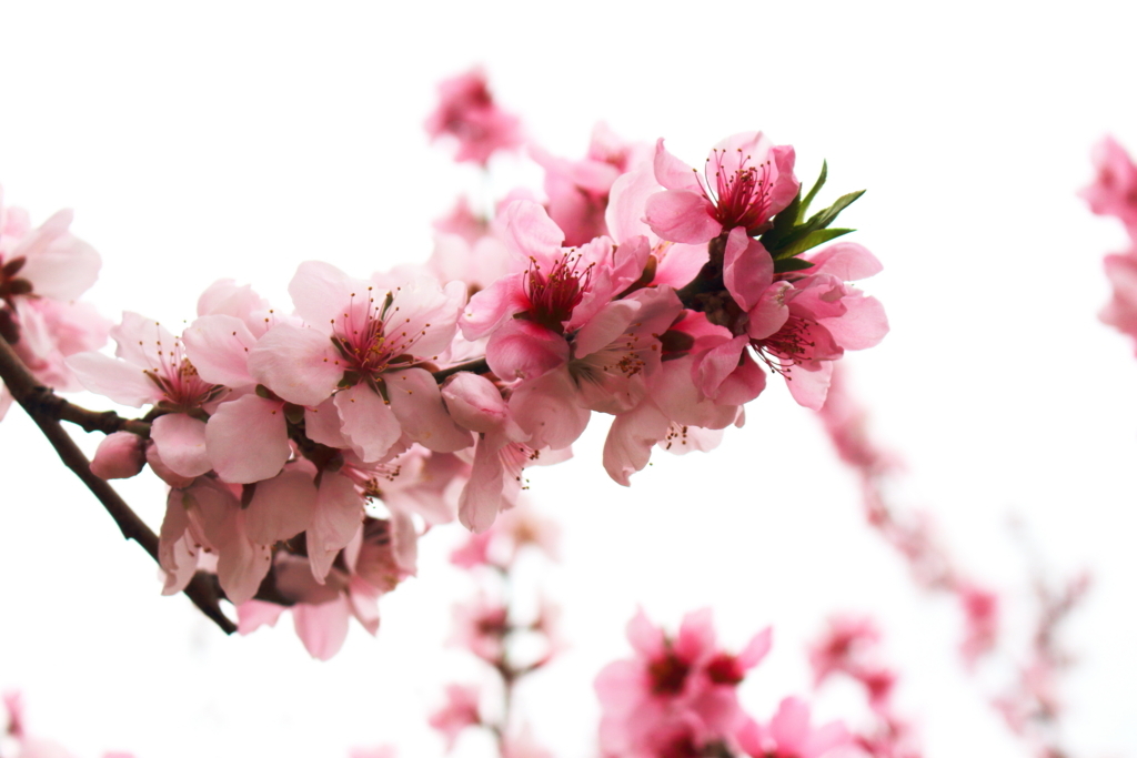 f:id:tekutekotan:20180405235243j:plain