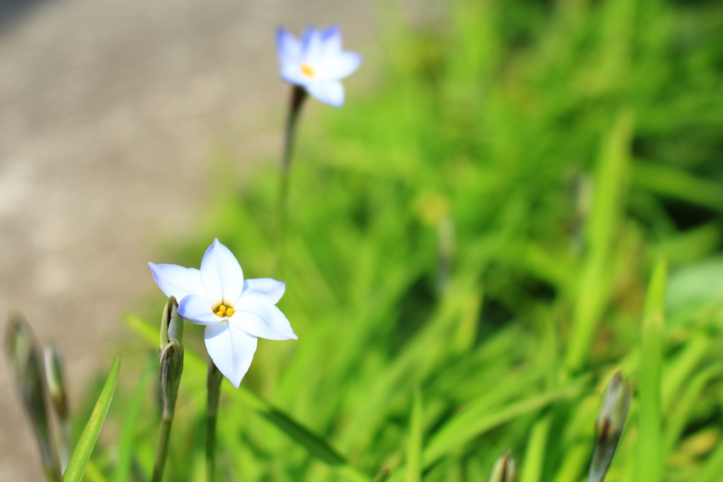 f:id:tekutekotan:20180409232250j:plain