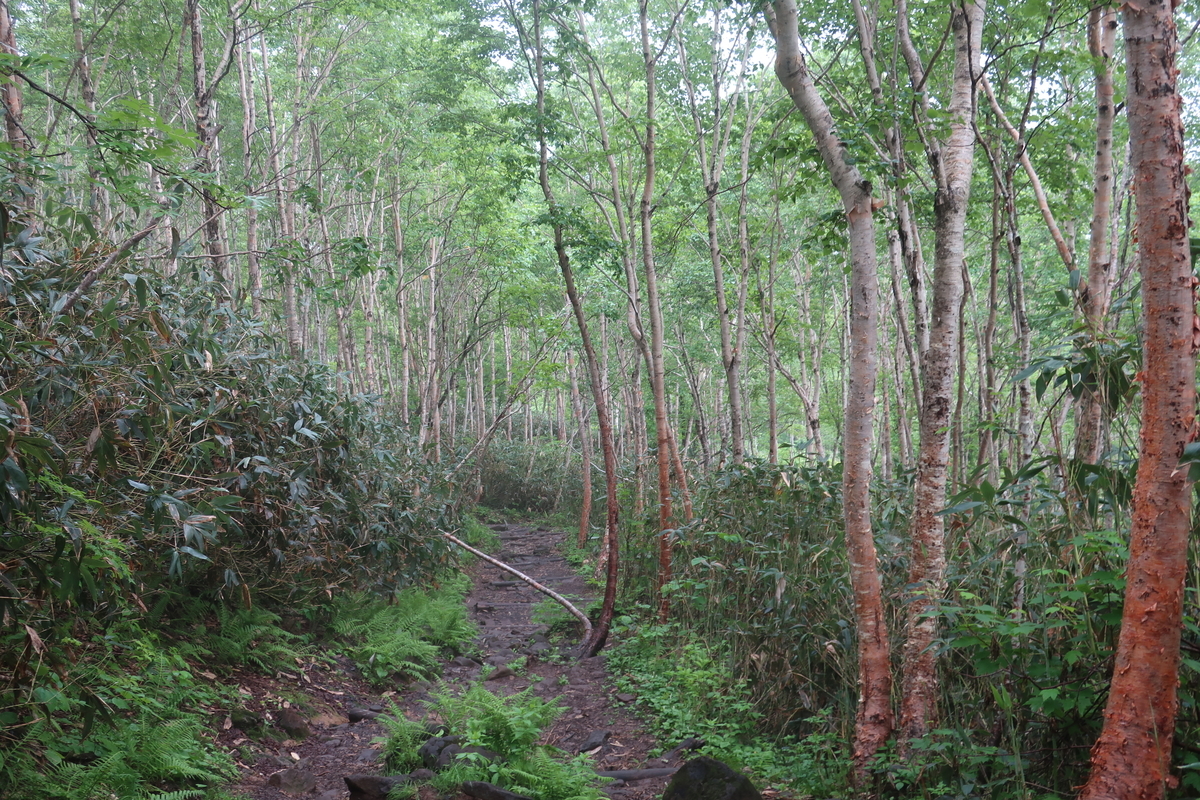 f:id:tekutekuaruki:20210702202133j:plain