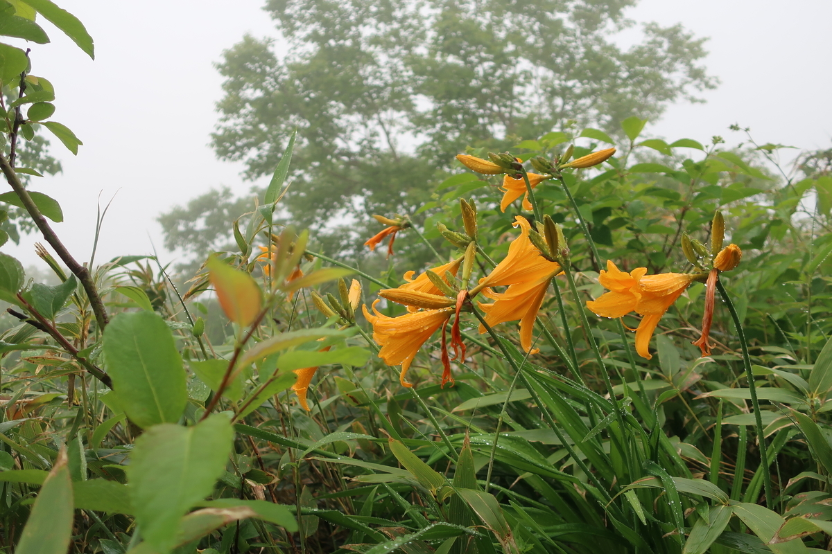 f:id:tekutekuaruki:20210702202152j:plain