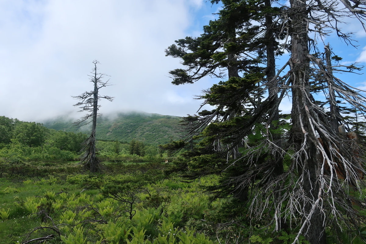 f:id:tekutekuaruki:20210702202439j:plain