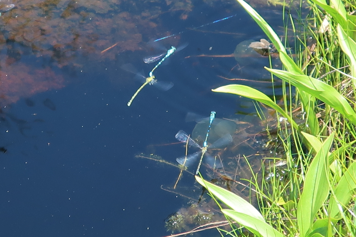 f:id:tekutekuaruki:20210702202517j:plain