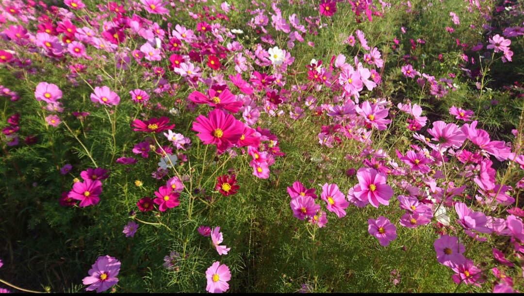 f:id:tekutekulog:20210922144605j:plain