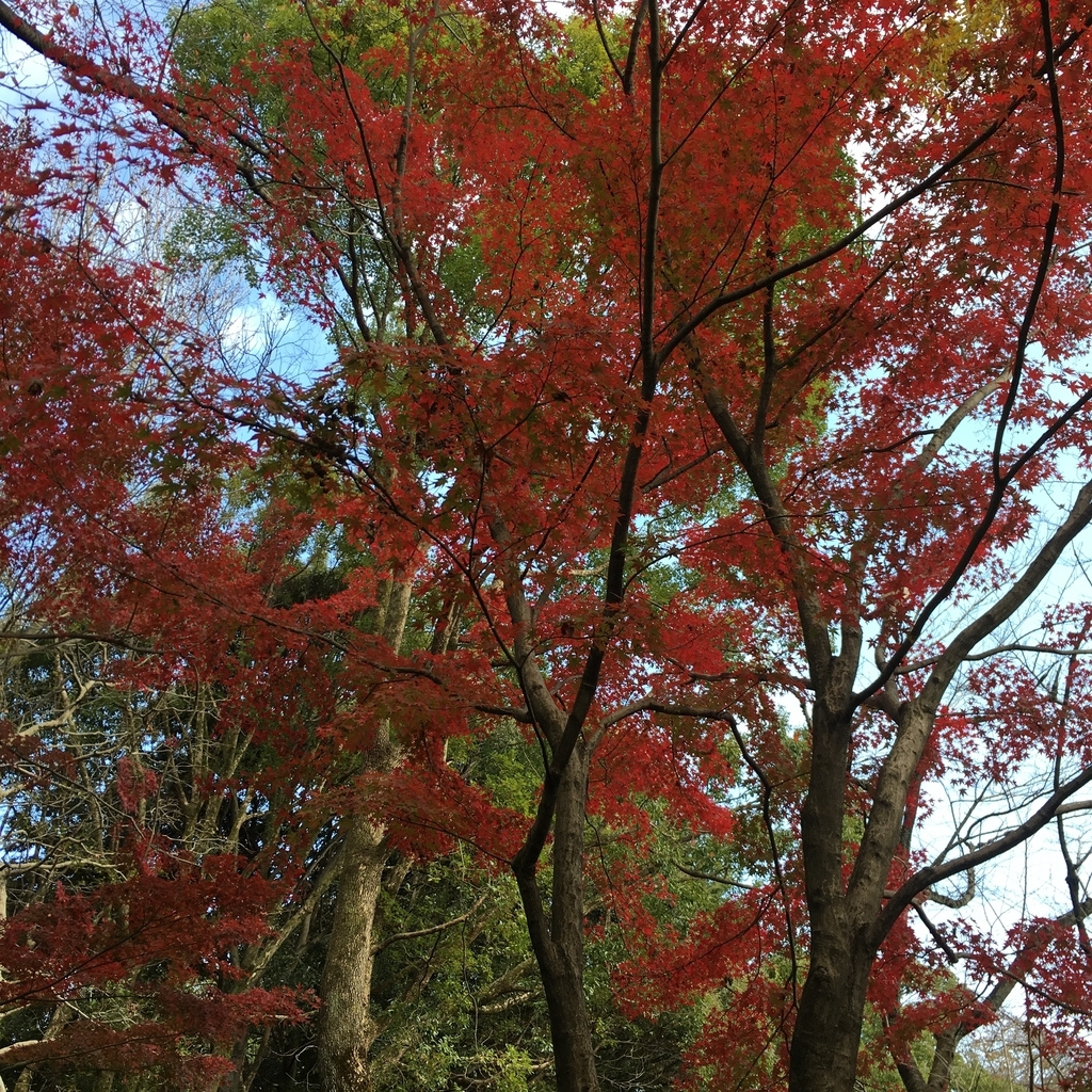 f:id:tekutekuya:20181205065454j:plain f:id:tekutekuya:20181205065454j:plain
