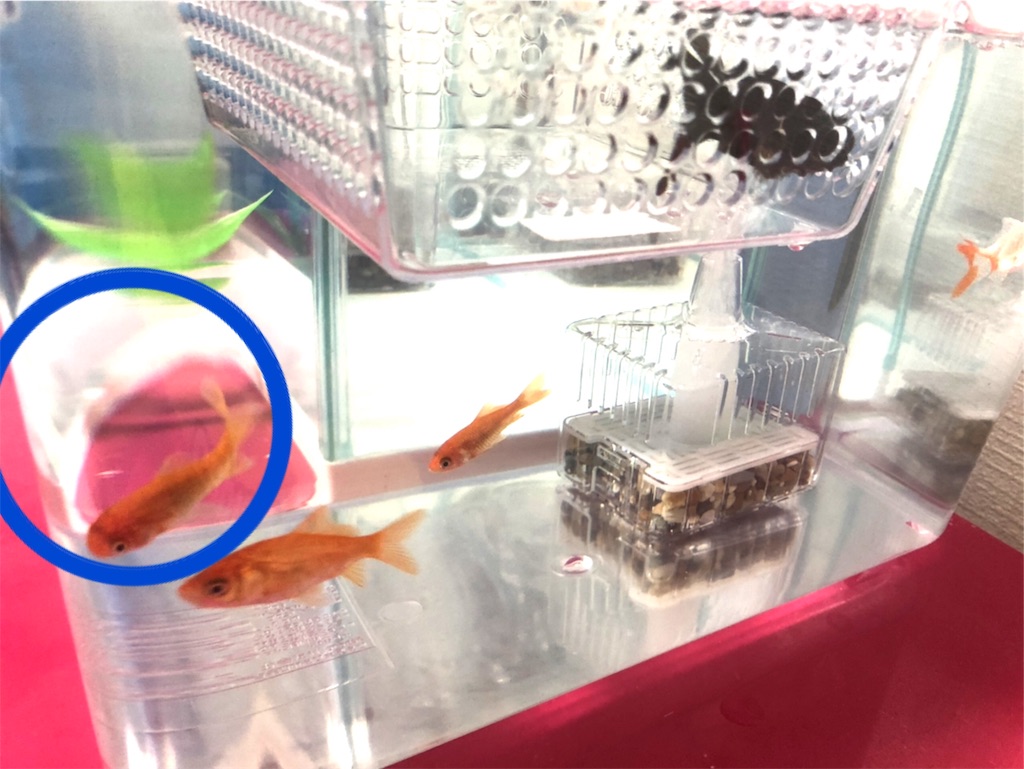 今日の金魚ログ My Little Frends