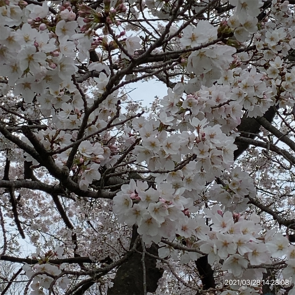 f:id:tell_n:20210328145645j:image
