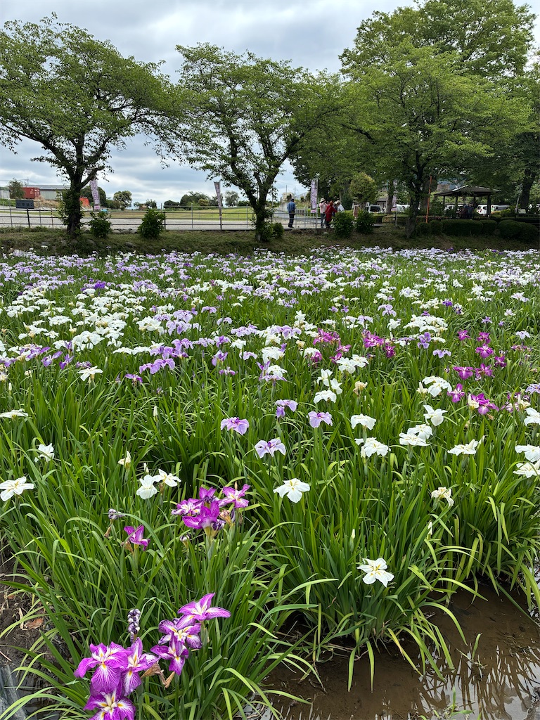 f:id:tell_n:20260606123458j:image f:id:tell_n:20260606123458j:image