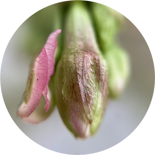 f:id:temahime:20220327174322p:image