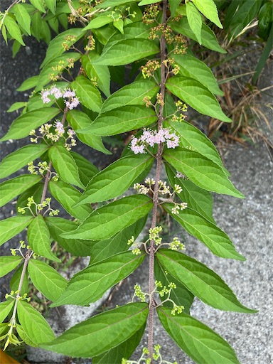 f:id:temahime:20220712154233j:image f:id:temahime:20220712154233j:image